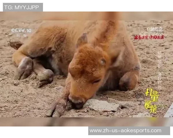 足球场上的野牛传奇:他如何改变比赛的节奏与风格 足球场上的野牛传奇:他如何改变比赛的节奏与风格